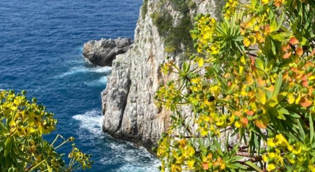 Scogliera con mare blu e fiori gialli in primo piano.
